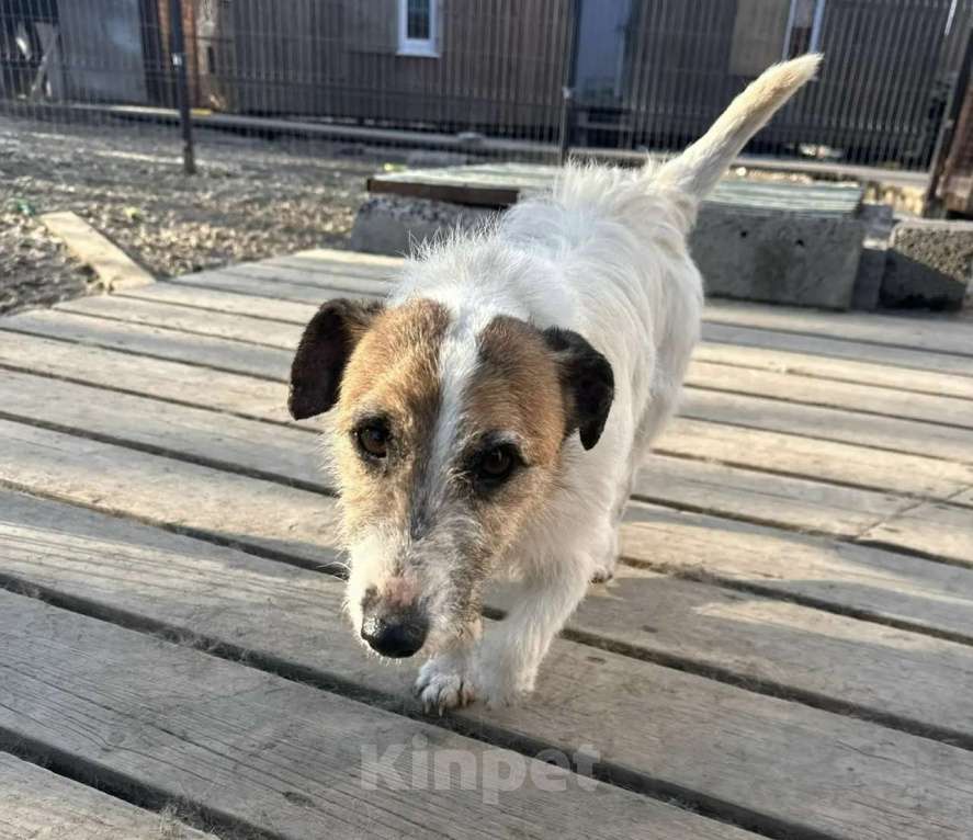 Собаки в Санкт-Петербурге: Маленький породистый пёсик Мальчик, Бесплатно - фото 1