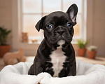 Собаки в Волжском: Французский бульдог щенки Мальчик, Бесплатно - фото 2