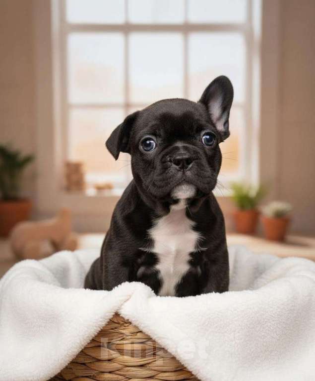 Собаки в Волжском: Французский бульдог щенки Мальчик, Бесплатно - фото 2