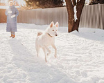 Собаки в Москве: Белый щенок красавец Умка в добрые руки Мальчик, Бесплатно - фото 2