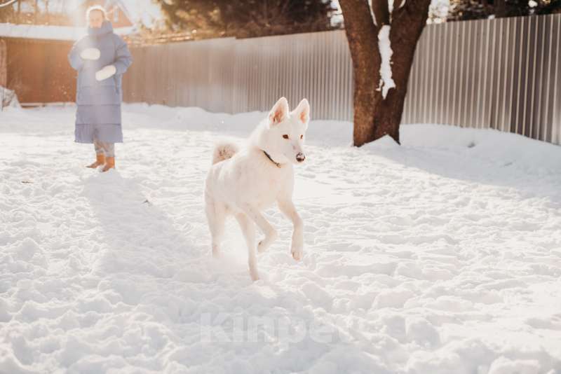 Собаки в Москве: Белый щенок красавец Умка в добрые руки Мальчик, Бесплатно - фото 2