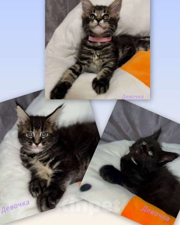 Кошки в Челябинске: Котята Мальчик, Бесплатно - фото 1