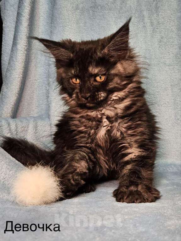 Кошки в Москве: Котята Мейн-кун Разнополые, 40 000 руб. - фото 1