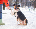Собаки в Москве: Ньюша ищет дом Мальчик, Бесплатно - фото 10
