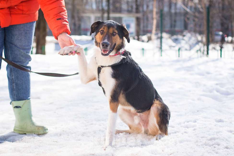 Собаки в Москве: Ньюша ищет дом Мальчик, Бесплатно - фото 10