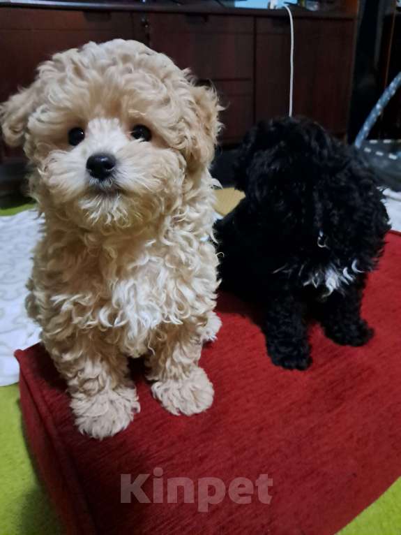 Собаки в Сочи: Щенки Примиум класса Мальчик, 150 000 руб. - фото 2