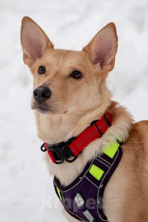 Собаки в Москве: Небольшая собачка Лисян ищет дом и семью! Девочка, Бесплатно - фото 3