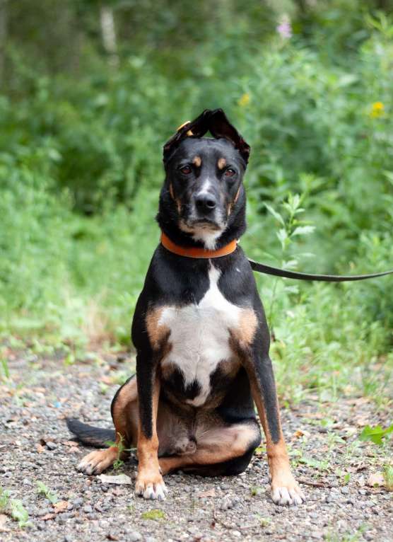 Собаки в Ногинске: Доби - метис стаффордширского терьера Мальчик, Бесплатно - фото 7