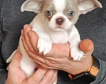 Собаки в Саратове: Щенок Чихуахуа Мальчик, 50 000 руб. - фото 3