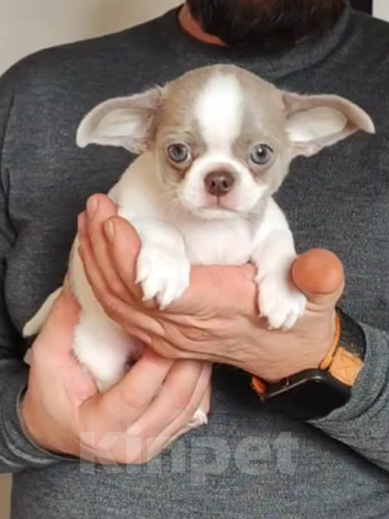 Собаки в Саратове: Щенок Чихуахуа Мальчик, 50 000 руб. - фото 3