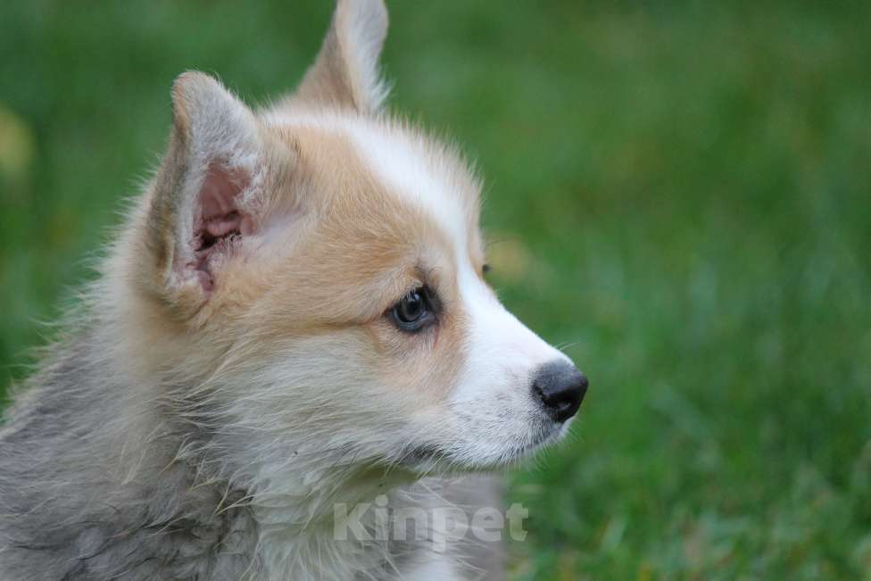 Собаки в Москве: Вельш Корги Пемброк Мальчик, 80 000 руб. - фото 3