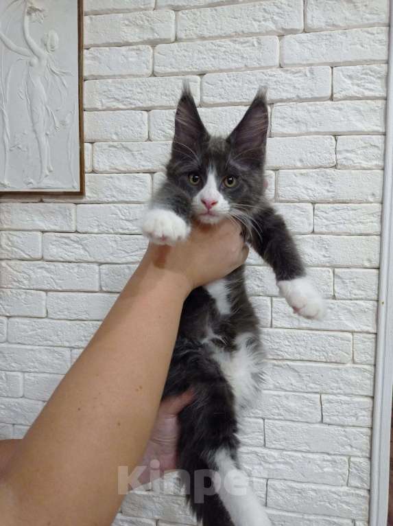 Кошки в Малмыже: Мейн кун котенок, 30 000 руб. - фото 1