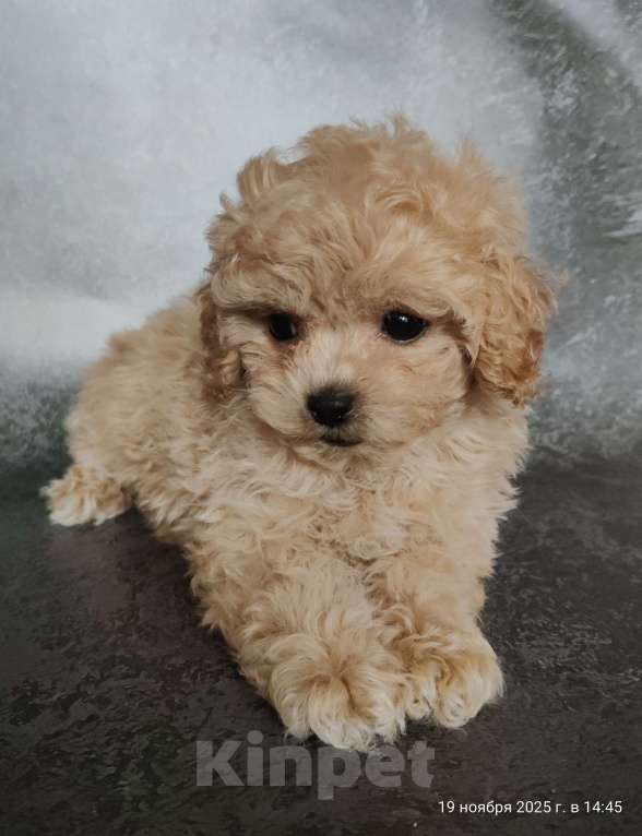 Собаки в Мытищах: Пушон Бетти Девочка, 200 000 руб. - фото 4