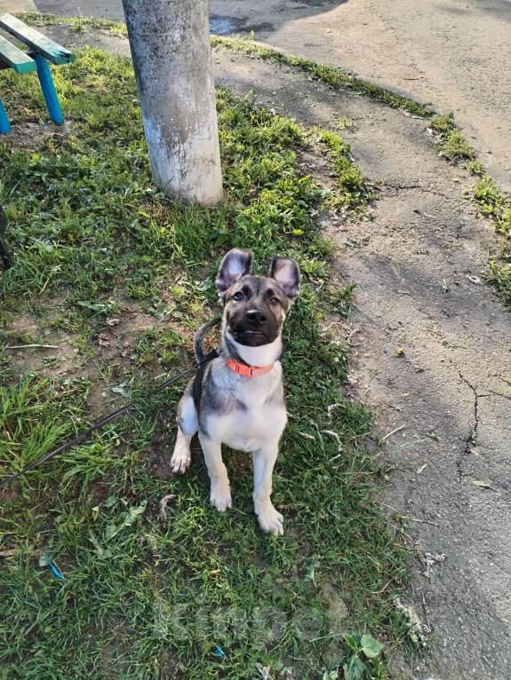 Собаки в других городах Московской области: Отдам щенка в добрые руки Мальчик, Бесплатно - фото 4