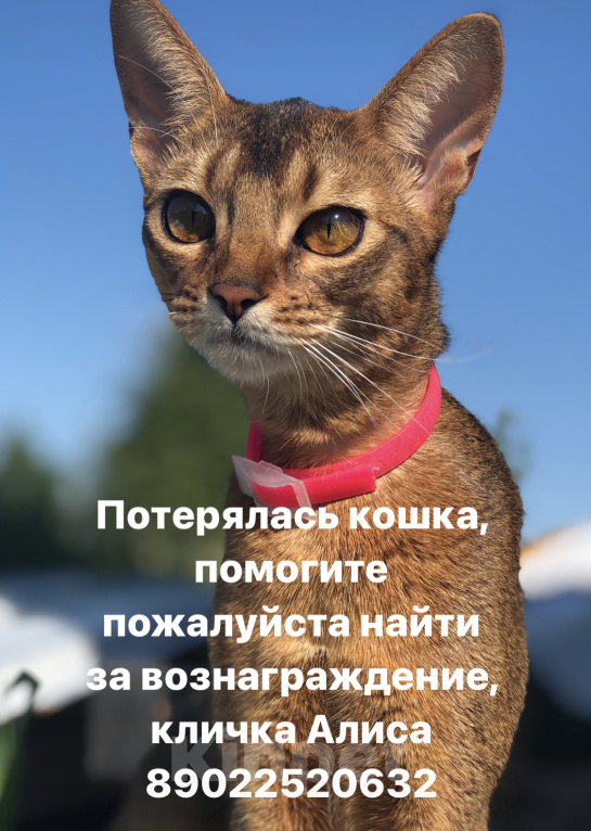 Кошки в Калининграде: Потерялась кошечка  Девочка, 10 000 руб. - фото 1