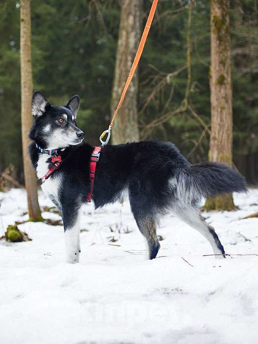 Собаки в Москве: Молодой домашний пес Медор, метис лайки в добрые руки Мальчик, 10 руб. - фото 9