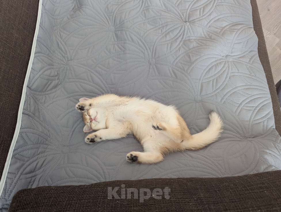 Кошки в Подольске: Котенок золотая шиншилла Девочка, 30 000 руб. - фото 2