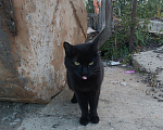 Кошки в Истре: кошка в добрые руки Девочка, Бесплатно - фото 4
