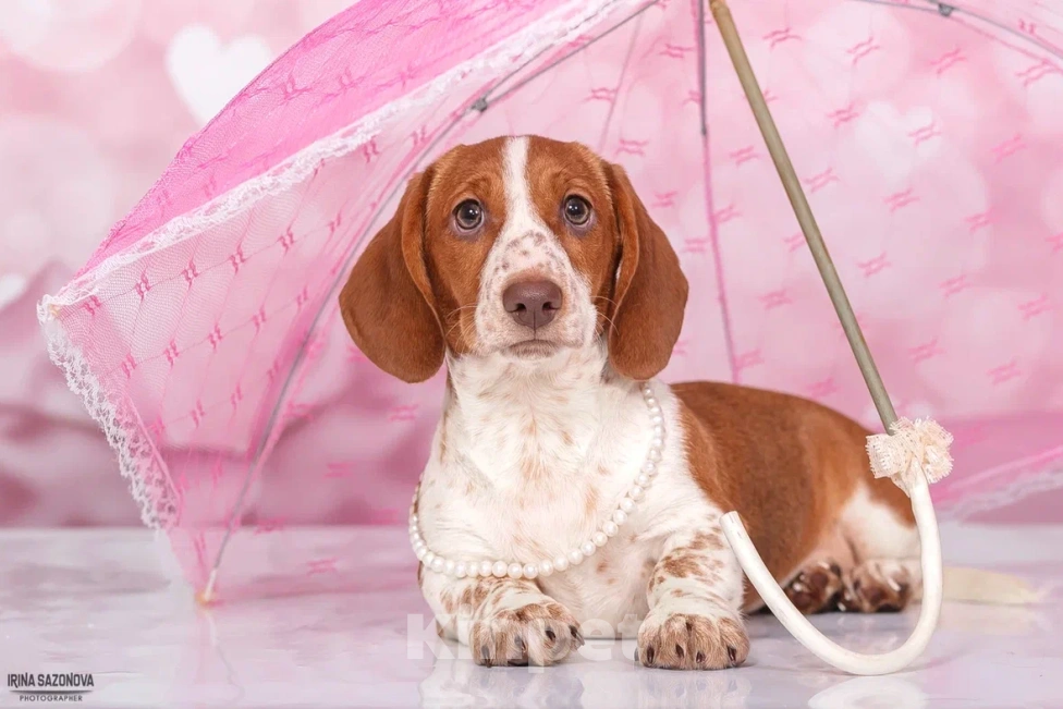 Собаки в Москве: Такса эксклюзивного окраса Пайболд  Девочка, 50 000 руб. - фото 7