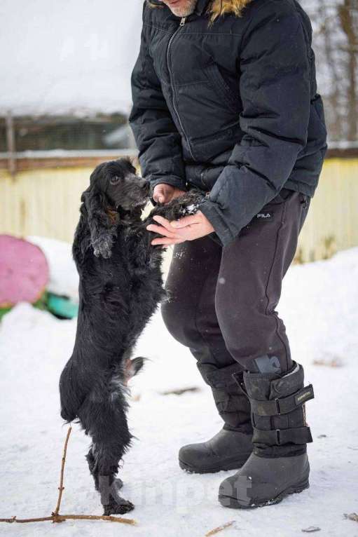 Собаки в Москве: Спаниель пес Терри ищет дом Мальчик, Бесплатно - фото 2