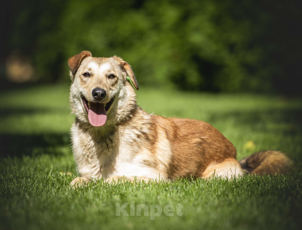 Собаки в других городах Московской области: Рыжая собака Апельсинка ищет дом! Девочка, Бесплатно - фото 3