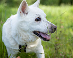 Собаки в Солнечногорске: Дедушка Форвард в поисках семьи Мальчик, Бесплатно - фото 4