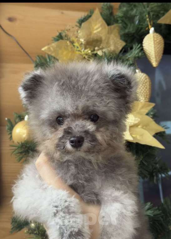 Собаки в Ейске: Продаю щенков Тедди пудель, импорт Китай🇨🇳, девочка 9 месяцев, мальчик 11 месяцев  Девочка, 230 000 руб. - фото 8