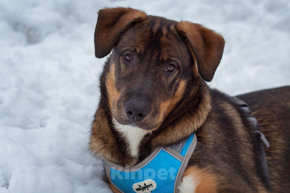 Собаки в Москве: щенок Боб в добрые руки Мальчик, Бесплатно - фото 3