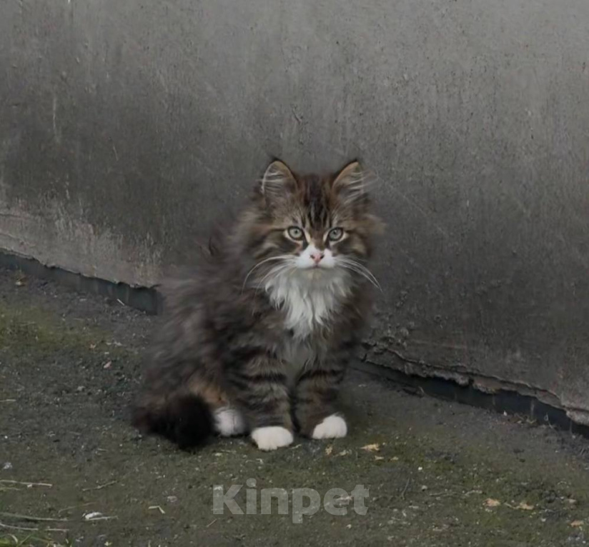 Кошки в Санкт-Петербурге: Котенок в добрые руки Мальчик, Бесплатно - фото 1