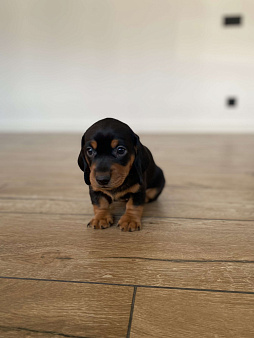 Щенок таксы девочка чёрная с подпалым