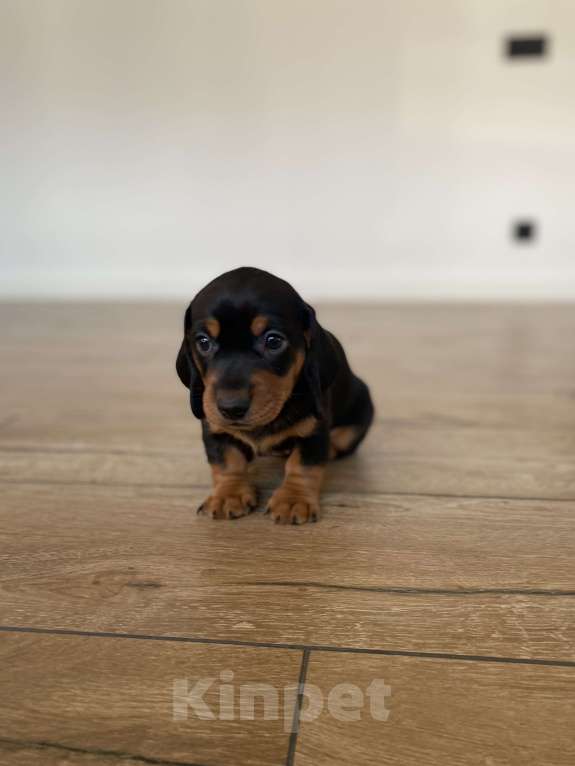 Собаки в других городах Московской области: Щенок таксы девочка чёрная с подпалым Девочка, 24 000 руб. - фото 1