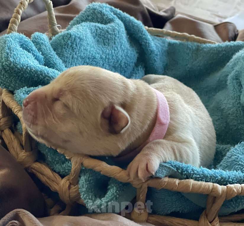 Собаки в Казани: Лабрадор-ретривер кобель   Мальчик, 50 000 руб. - фото 3