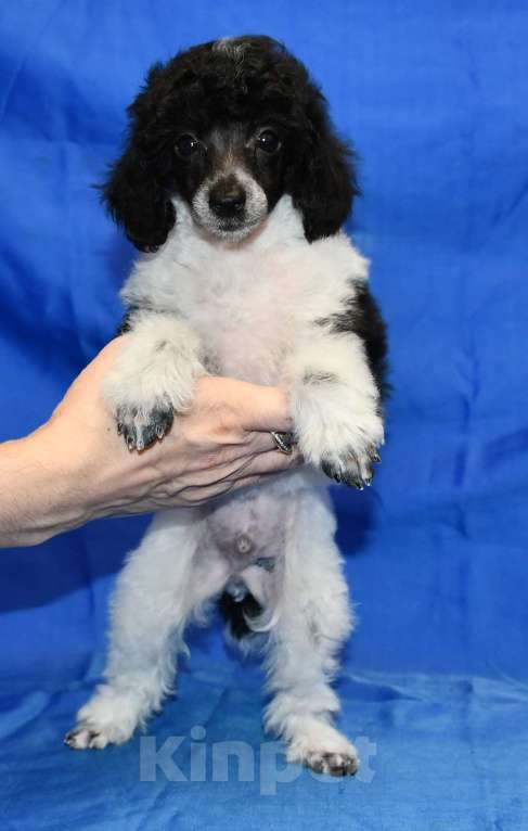 Собаки в Долгопрудном:  ТОЙ ПУДЕЛЬ ДЖЕНТЛИ БОРН ПИККЕР Мальчик, 75 000 руб. - фото 6