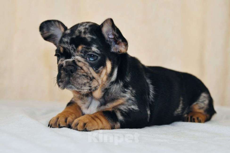 Собаки в Москве: Девочка чёрный мерле тан Девочка, Бесплатно - фото 2