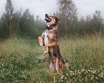 Собаки в Москве: Метис овчарки Инжир ищет дом Мальчик, Бесплатно - фото 3