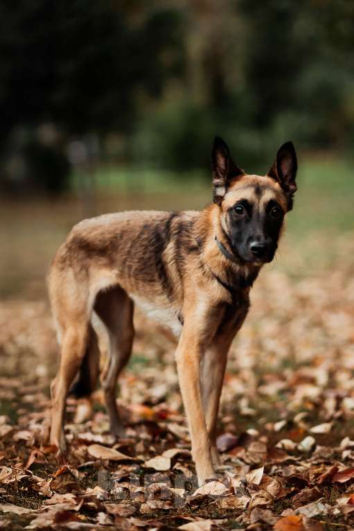 Собаки в Москве:  Ищет дом Пинки — девочка с сердцем солнца Девочка, Бесплатно - фото 7