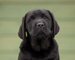 Собаки в Санкт-Петербурге: ЛАБРАДОР РЕТРИВЕР Мальчик, 100 000 руб. - фото 3