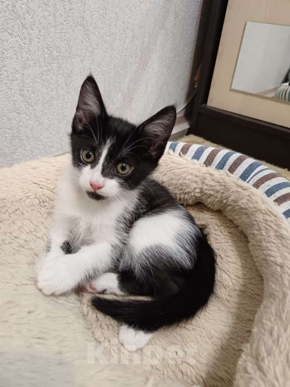 Кошки в Волгограде: Котёнок мальчик Мальчик, Бесплатно - фото 1