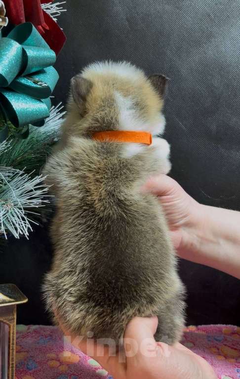 Собаки в Москве: Вельш корги пемброк девочка без хвостика Девочка, 50 000 руб. - фото 5