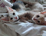 Кошки в Симферополе: Котята бесплатно в Симферополе Мальчик, 1 руб. - фото 1