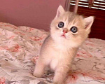 Кошки в Самаре: Золотая шиншилла Мальчик, Бесплатно - фото 1