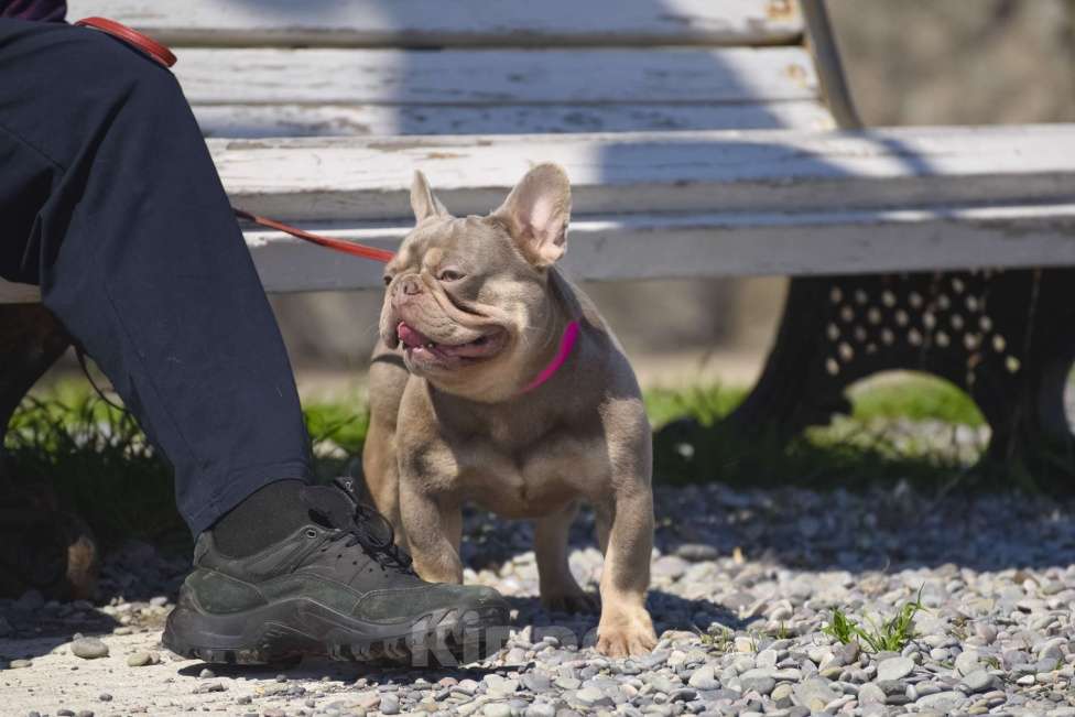 Собаки в Москве: девочки окрас голбуой  3 ,5 мес Девочка, 70 000 руб. - фото 2