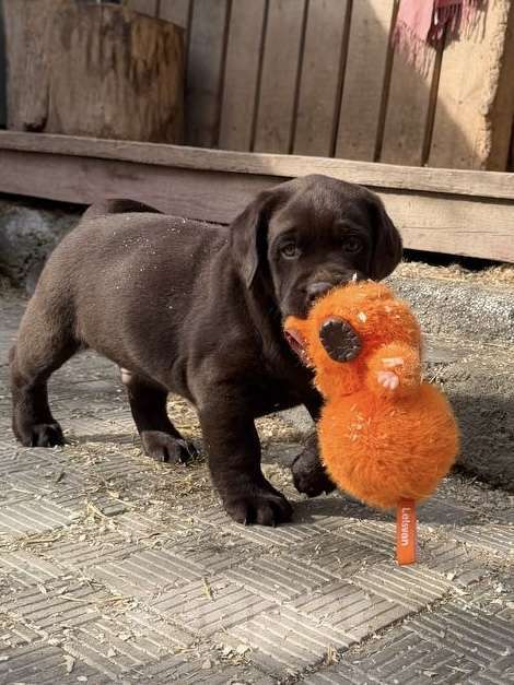 Собаки в Екатеринбурге: Питомник щенков лабрадор ретривер Мальчик, Бесплатно - фото 2