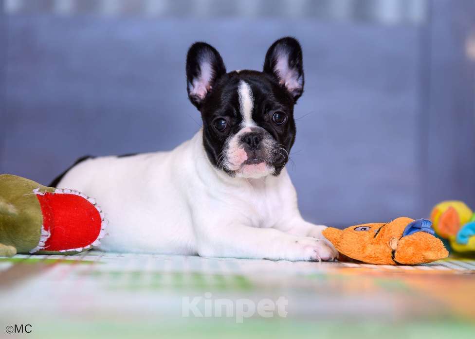 Собаки в Москве: Очаровательная девочка Девочка, Бесплатно - фото 2