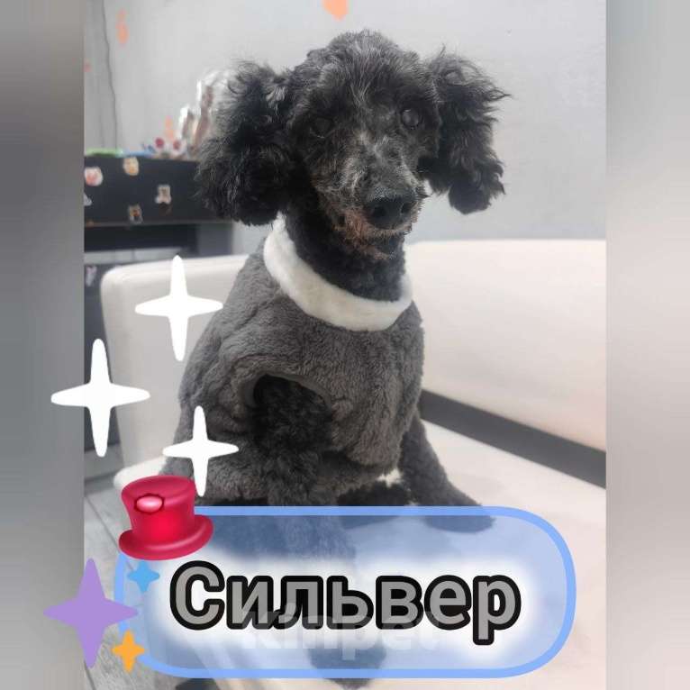 Собаки в Белореченске: В хорошие, добрые и любящие руки старенький пуделёк Мальчик, Бесплатно - фото 1