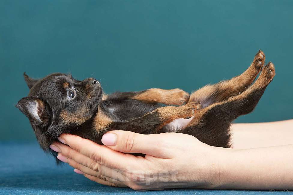 Собаки в Вологде: Русский той Девочка, Бесплатно - фото 2