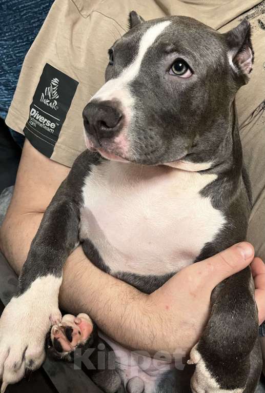 Собаки в Мурманске: Американский булли Девочка, Бесплатно - фото 2