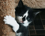 Кошки в Пятигорске: Кошечка в добрые руки ❤ Девочка, Бесплатно - фото 3