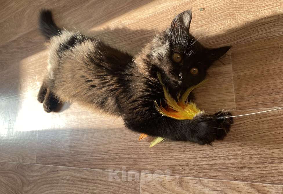 Кошки в Москве: Отдам котёнка в добрые руки  Мальчик, Бесплатно - фото 4