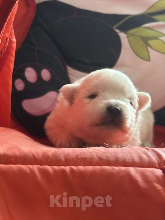 Собаки в Москве: Японский шпиц из питомника Мальчик, 100 000 руб. - фото 5